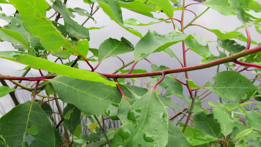 Nyssa aquatica twijgen