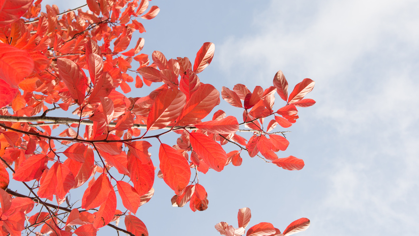 Nyssa sinensis Herbstblatt