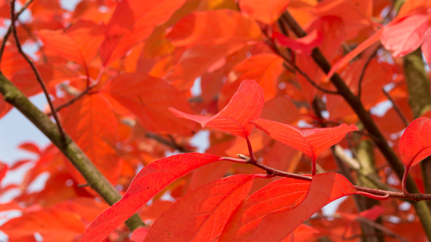 Nyssa sinensis Herbstblatt