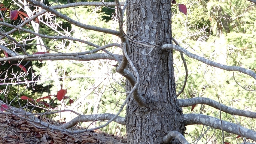 Nyssa sinensis Rinden
