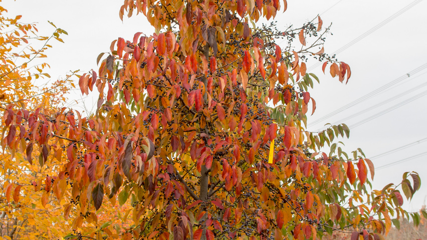 Nyssa sinensis Stammbüsche