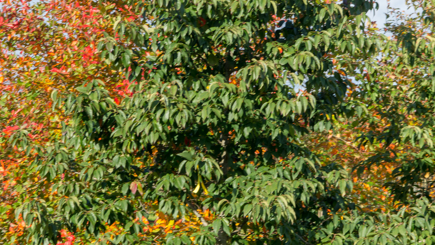 Nyssa sinensis Stammbüsche