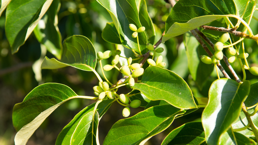 Nyssa sinensis Frucht