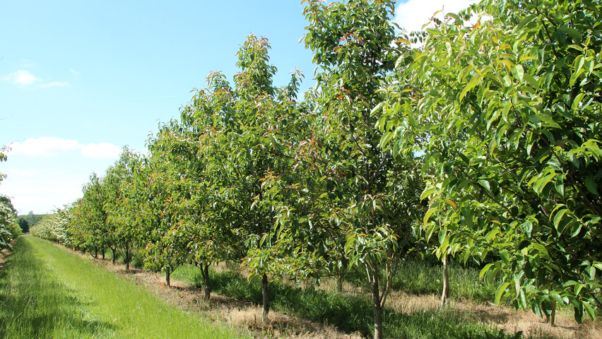 Nyssa sinensis halbstämmige