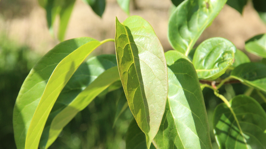 Nyssa sinensis Blatt