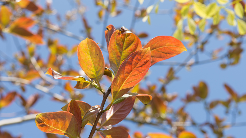 Nyssa sinensis Blatt