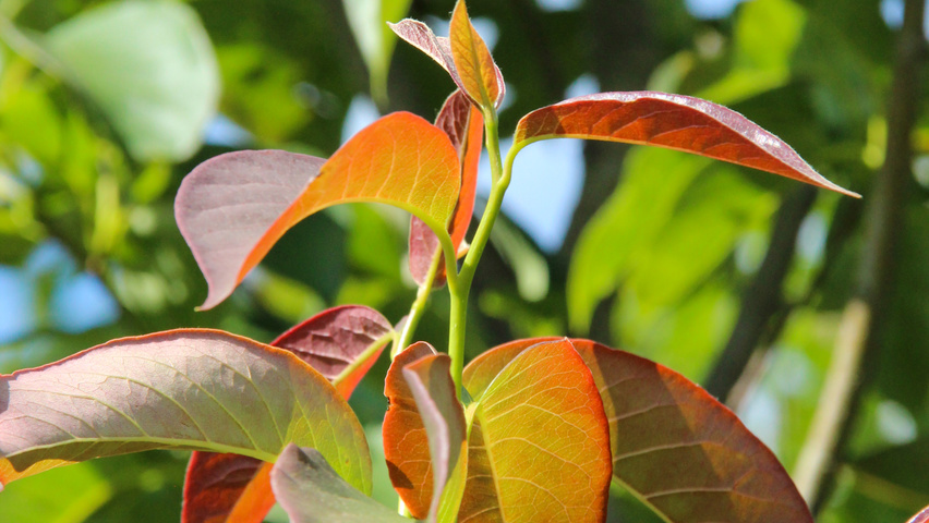 Nyssa sinensis Blatt