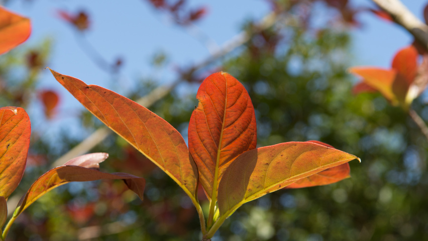 Nyssa sinensis Blatt