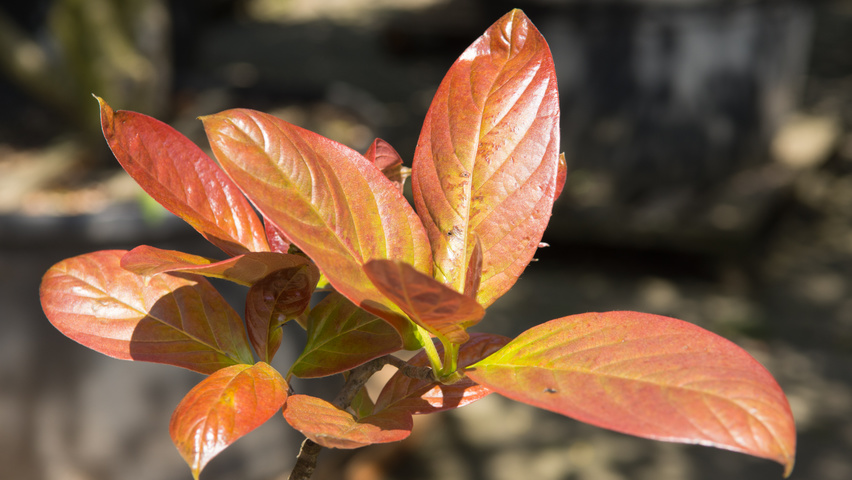 Nyssa sinensis Blatt