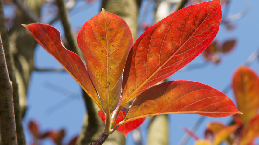 Nyssa sinensis Blatt