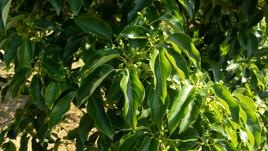 Nyssa sinensis Blatt