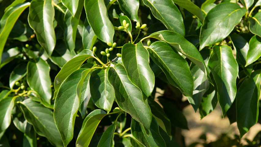 Nyssa sinensis TreeEbb Baumsuchmaschine im Baumschule Ebben