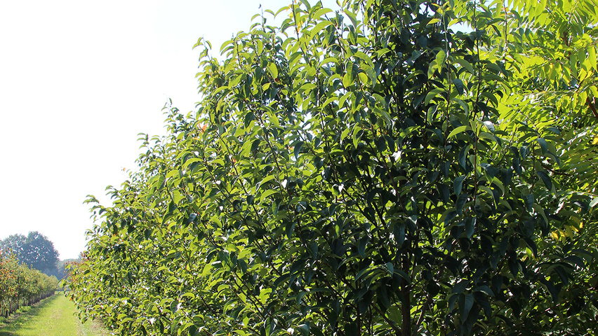 Nyssa sinensis mehrstämmige