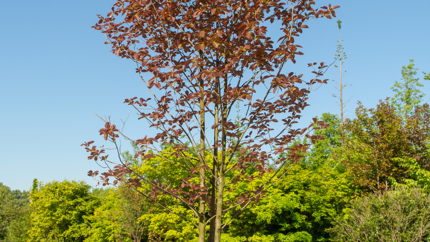 Nyssa sinensis mehrstämmige