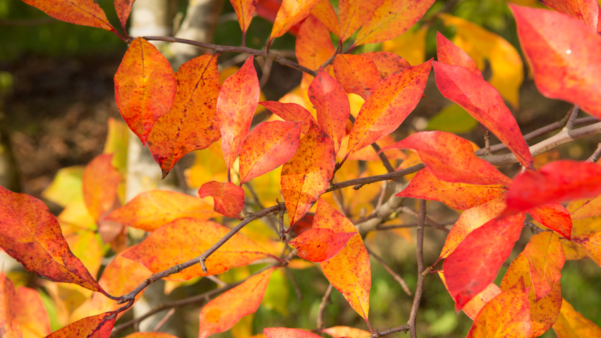 Nyssa sylvatica autumn leaves