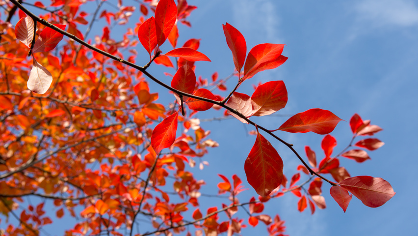 Nyssa sylvatica autumn leaves