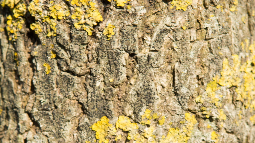 Nyssa sylvatica bark