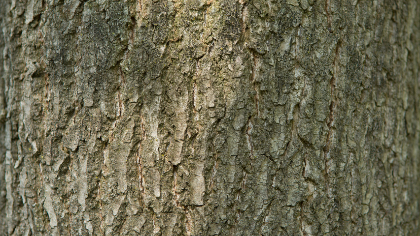 Nyssa sylvatica bark