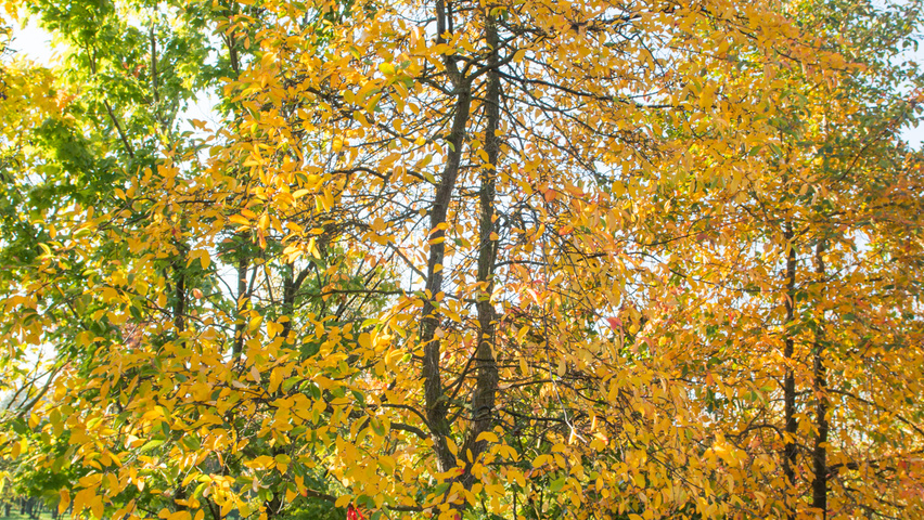 Nyssa sylvatica characteristic