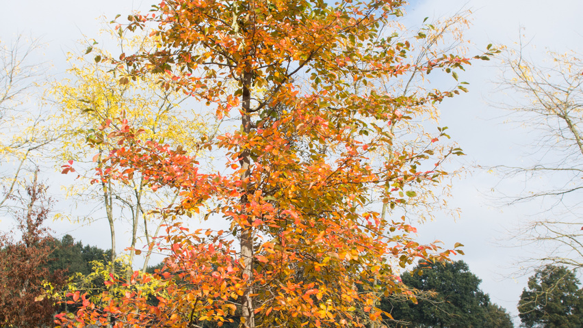 Nyssa sylvatica feathered