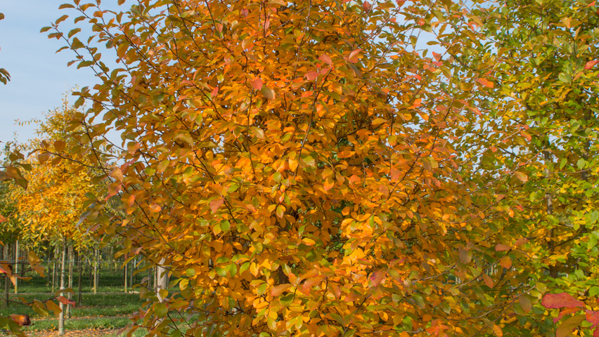 Nyssa sylvatica feathered