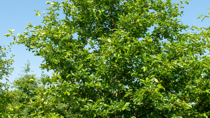 Nyssa sylvatica feathered