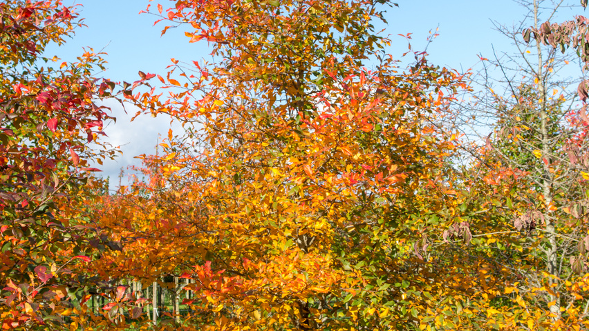 Nyssa sylvatica feathered