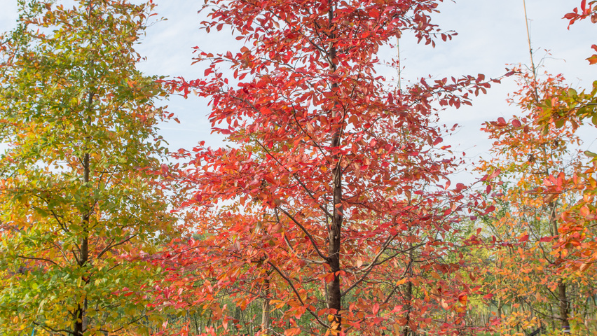 Nyssa sylvatica feathered