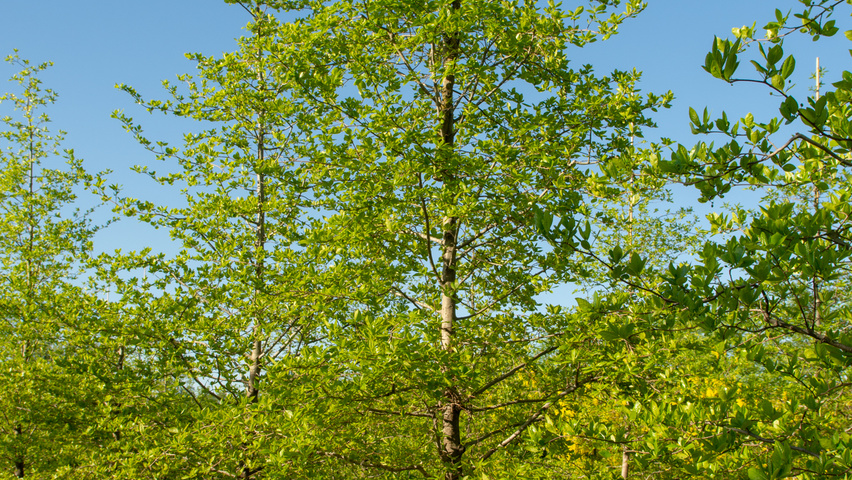 Nyssa sylvatica feathered
