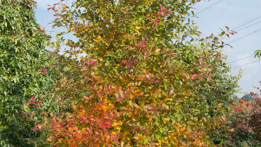 Nyssa sylvatica feathered