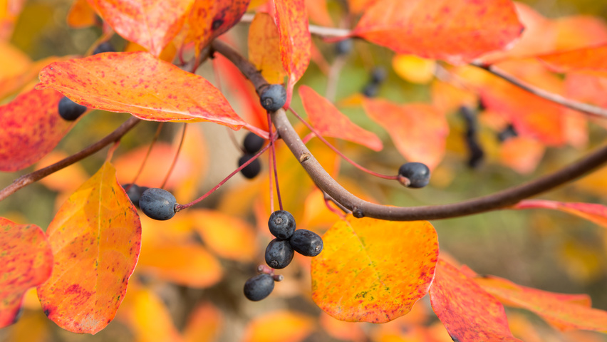 Nyssa sylvatica fruits
