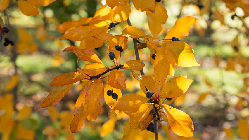 Nyssa sylvatica fruits