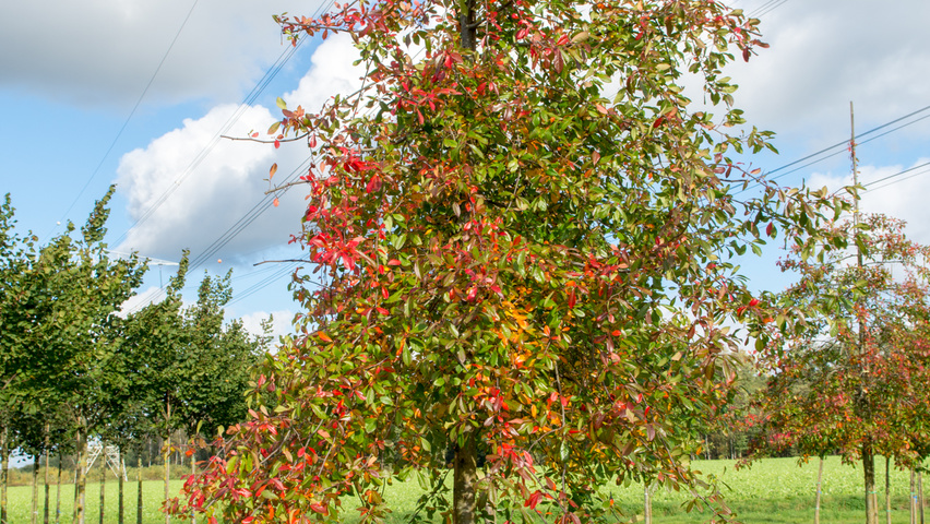 Nyssa sylvatica standard tree