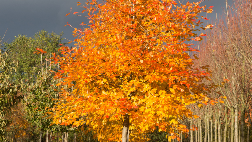 Nyssa sylvatica standard tree