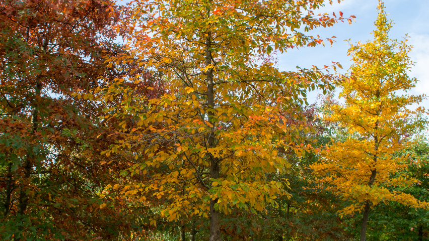 Nyssa sylvatica standard tree