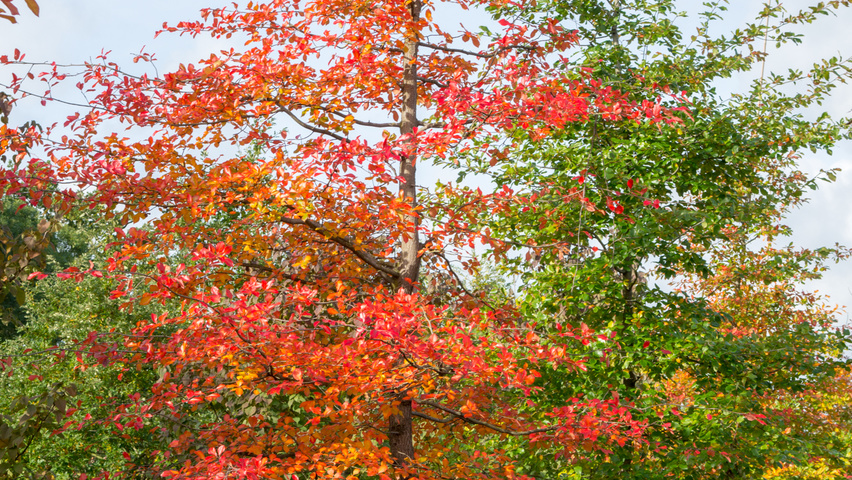 Nyssa sylvatica standard tree