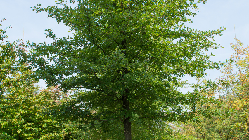 Nyssa sylvatica standard tree