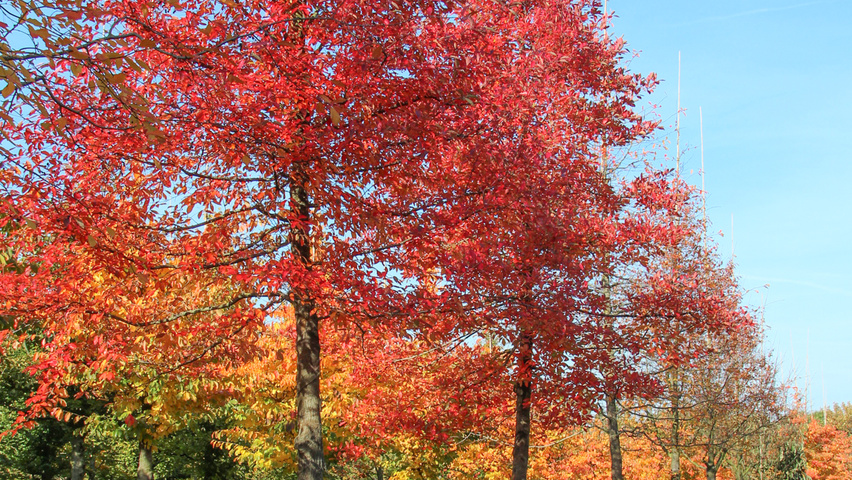 Nyssa sylvatica standard tree