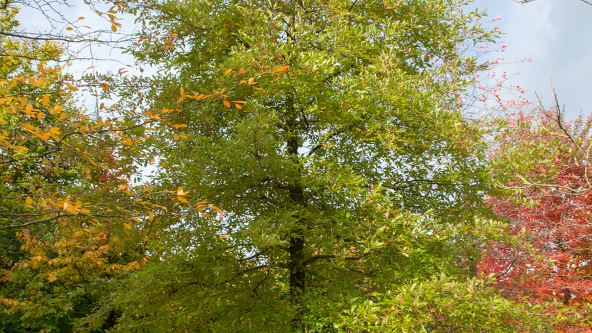 Nyssa sylvatica standard tree