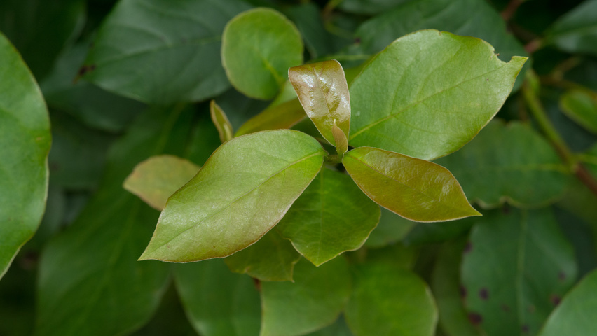 Nyssa sylvatica leaves