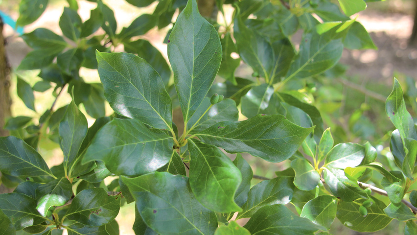 Nyssa sylvatica leaves