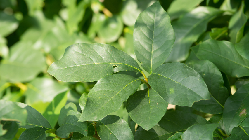 Nyssa sylvatica leaves