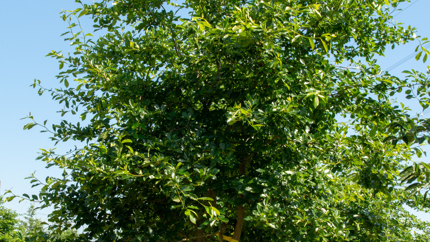 Nyssa sylvatica multi-stem