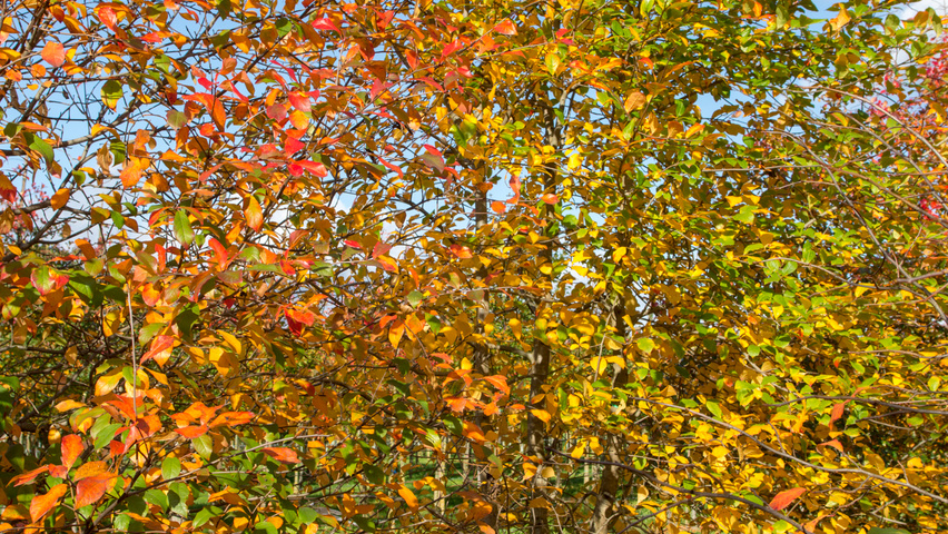 Nyssa sylvatica multi-stem