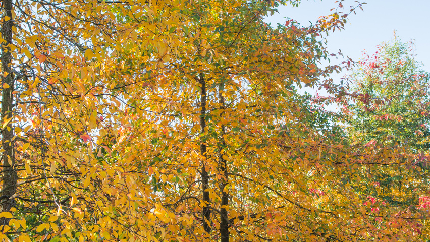 Nyssa sylvatica multi-stem