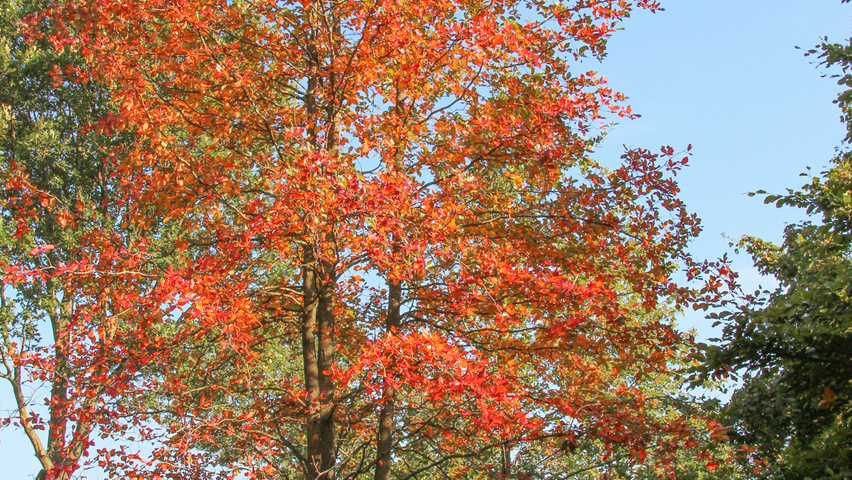 Nyssa sylvatica multi-stem