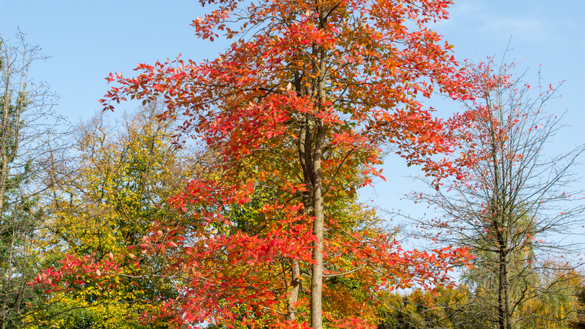 Nyssa sylvatica multi-stem