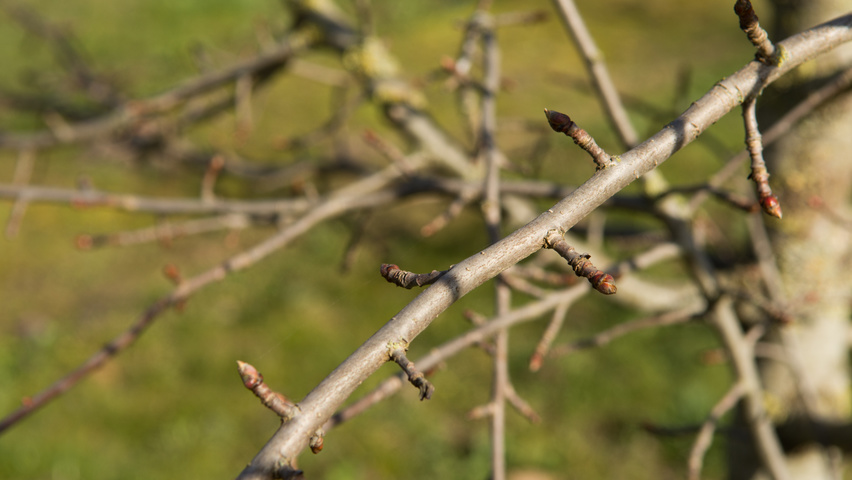Nyssa sylvatica twigs
