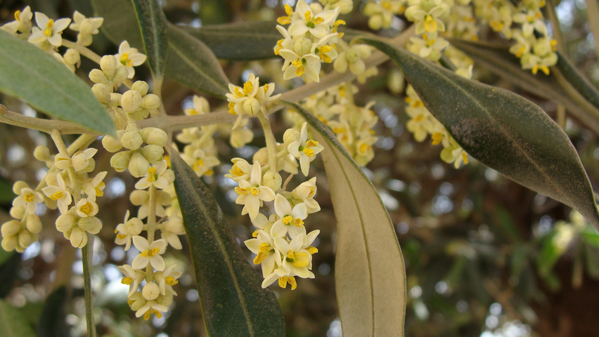 Olea europaea bloem