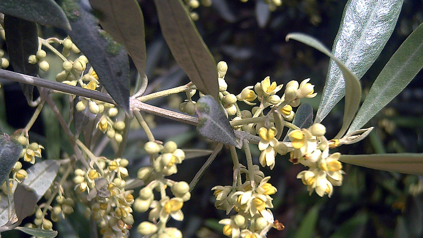 Olea europaea bloem